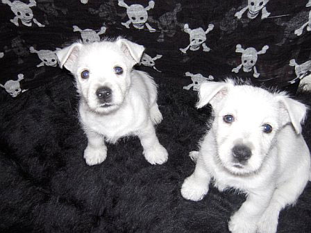 Local family offering reward for missing Westie pups